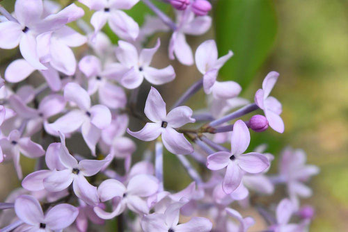 リラの花,色,らいらっく