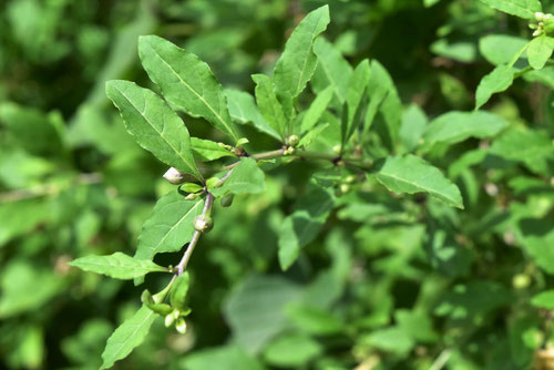 クコの木,Wolfberry,leaves