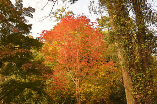 めぐすりのき,紅葉,メグスリノキ
