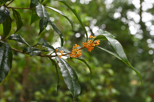 Flowering trees in October in Japan