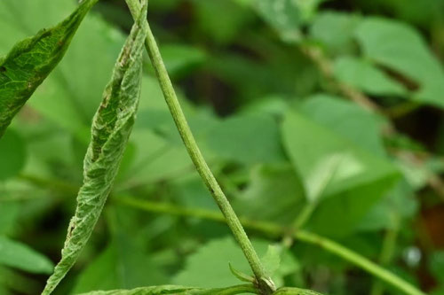 鵯花,植物