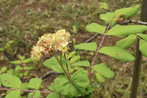 ナナカマド,南京ななかまど,花,なんきんななかまど