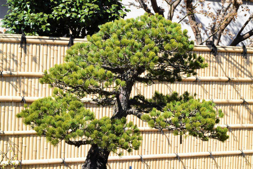 五葉松,ごようまつ,盆栽