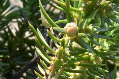 ハイネズの木,花,雌雄,はいねず