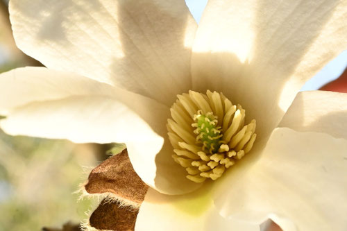 こぶしの花,コブシ,雌花,雄花,辛夷の木