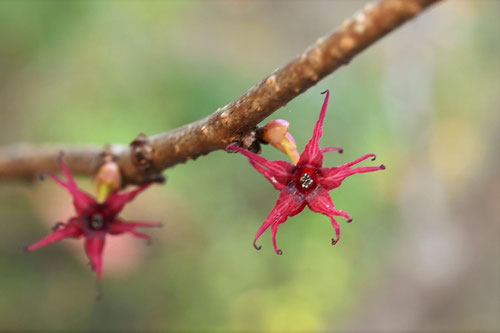 Flowering trees in October in Japan
