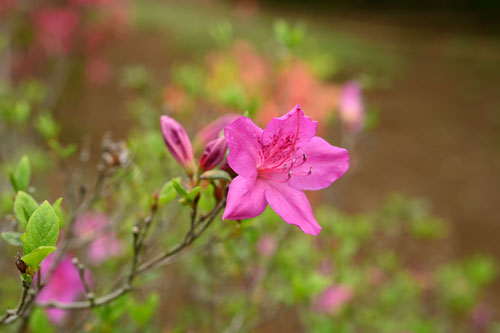 紫色の花が咲くヤマツツジ,やまつつじ