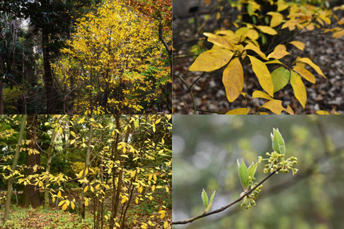 黄色く紅葉する木の種類