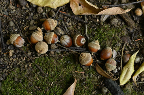 イチイガシの木,どんぐりの木,種類