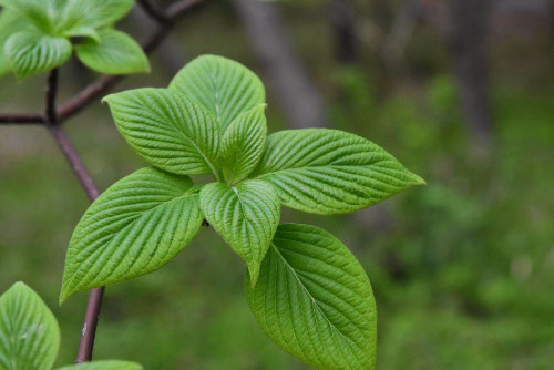 ミズキ,みずき,Giant dogwood,leaves
