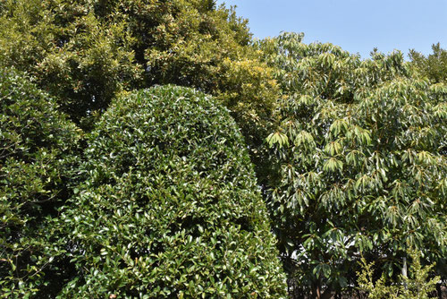 榊の木の剪定例,さかき,植物,サカキの木