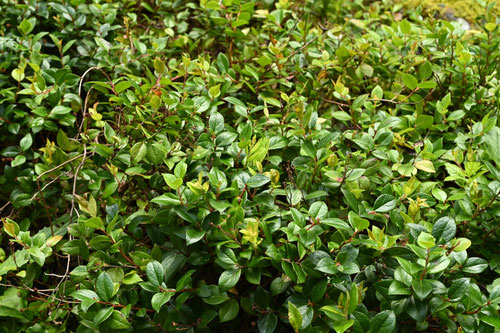 アカモノ,あかもの,植物,Gaultheria adenothrix
