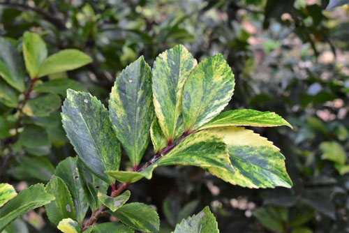 ヒサカキ（姫榊） - 庭木図鑑 植木ペディア