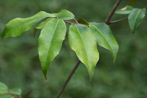蔓茱萸の葉っぱ,ツルグミ,つるぐみ