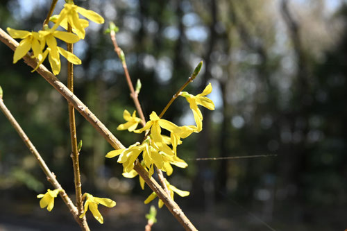 レンギョウの花,小豆島連翹,れんぎょう,植物