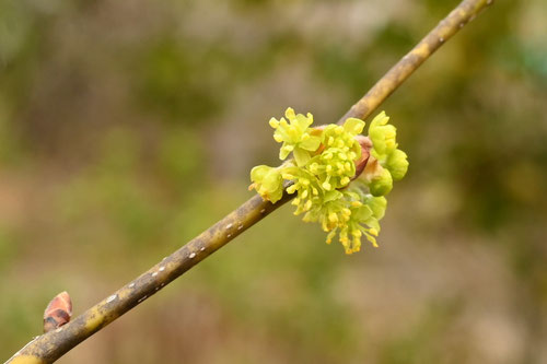 ３月に咲く黄色い花