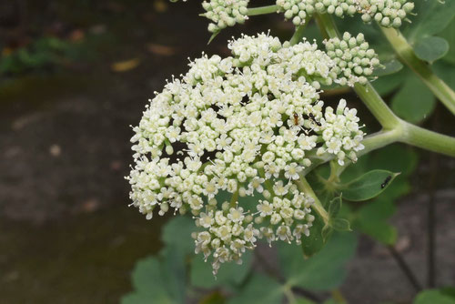 長命草の花,画像