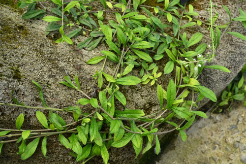 Lithospermum zollingeri DC. 