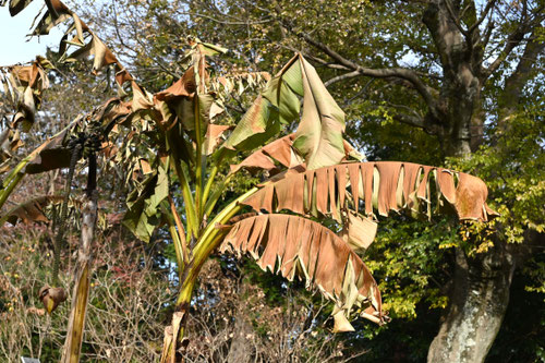 Japanese banana