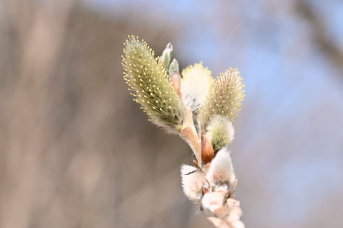 ミヤコヤナギ,みやこやなぎ,植物