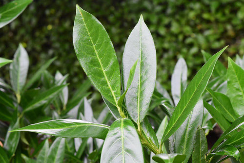 variety of Cherry-laurel