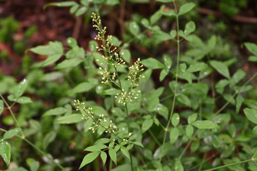 Nandina,ナンテン,南天の木