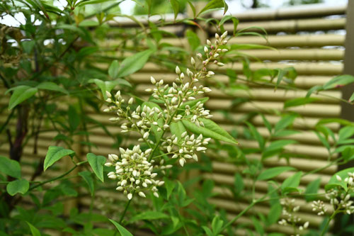 南天の木,Nandina,ナンテン,なんてん