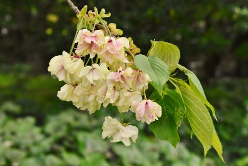 鬱金桜,ウコン桜,画像,うこんざくら