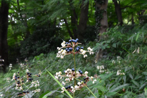 ミョウガに似た草,黒い実