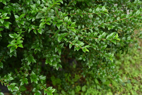 マートル,植物