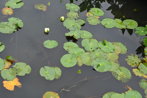 羊草,ひつじぐさ