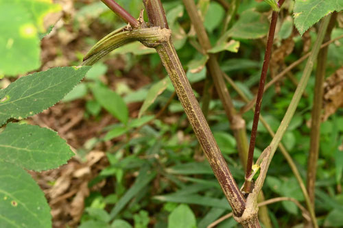 野竹,植物