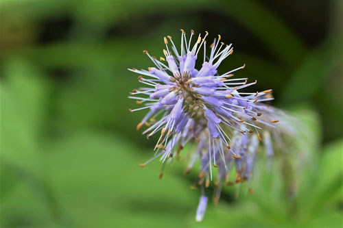 九階草,開花時期