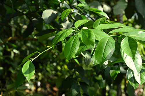 檸檬の木,葉,レモン,植物