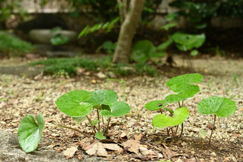 つわぶき,植物