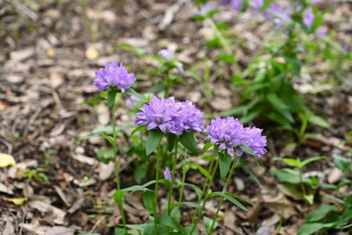 八代草,開花