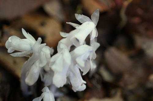 幽霊草,ギンリュウソウ,ぎんりゅうそう,銀竜草