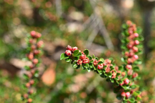 べにしたん,Rockspray cotoneaster