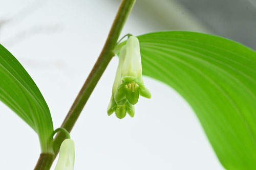 狐の提灯,あまどころ