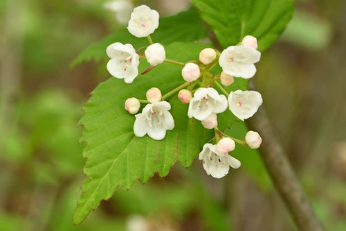 おとこようぞめ,雄蕊,雌蕊,オトコヨウゾメ