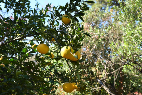 Kawano-natsudaidai orange