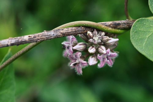 ガガイモ,開花期,ががいも