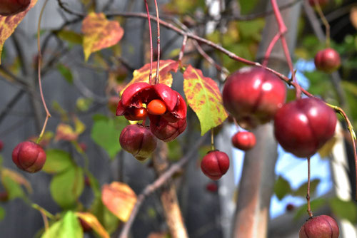 赤い実のなる木の名前,春,夏,秋,冬,食べられる