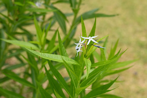 柳葉丁子草,植物