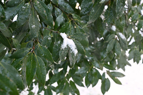 白樫の木,シラカシ,しらかし,雪