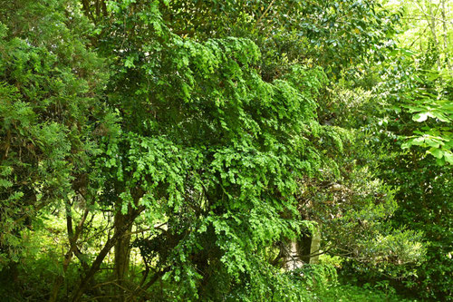 柘植,つげの木,Japanese box tree