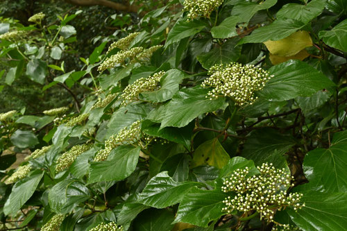 ハクサンボク,ツボミ,つぼみ,はくさんぼく