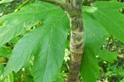 かみやつで,カミヤツデ,紙八手