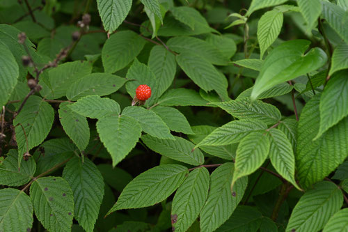 Japanese raspberry