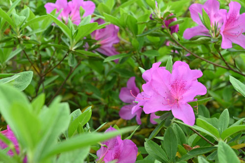春に紫の花が咲くツツジ